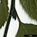 SpeciesSub: subsp. suaveolens